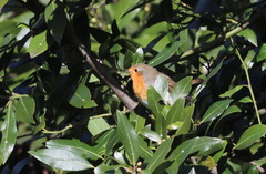 Erithacus rubecula