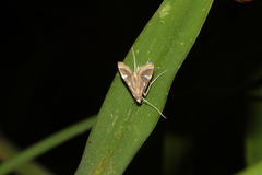 Strepsinoma croesusalis