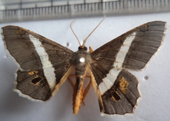 Chiasmia nora