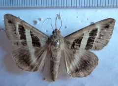 Grammodes geometrica