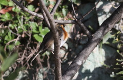 Erithacus rubecula