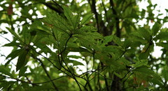 Daphniphyllum oldhami