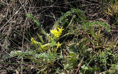 Astragalus lagobromus
