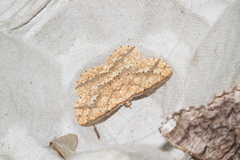 Synegia eumeleata