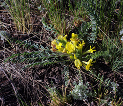 Astragalus lagobromus