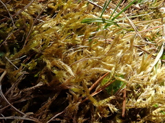 Brachythecium glareosum