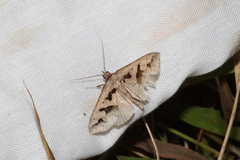 Tephriopis divulsa