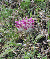 Pedicularis dasystachys