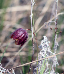 Fritillaria meleagroides