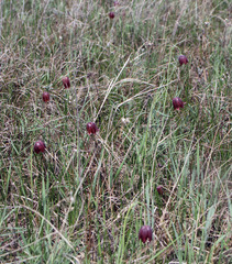 Fritillaria meleagroides