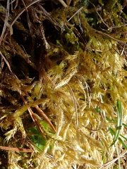 Brachythecium glareosum