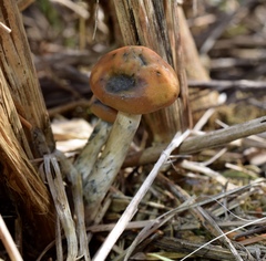 Psilocybe azurescens