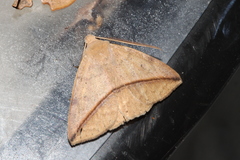 Ugia purpurea