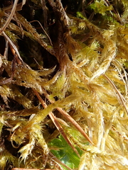 Brachythecium glareosum