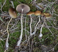 Psilocybe azurescens