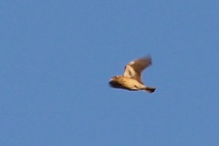 Anthus spragueii
