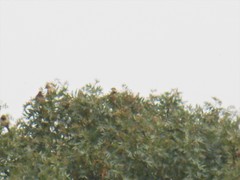 Passer hispaniolensis hispaniolensis