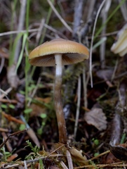 Psilocybe azurescens