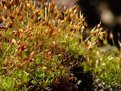 Weissia brachycarpa