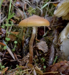 Psilocybe azurescens