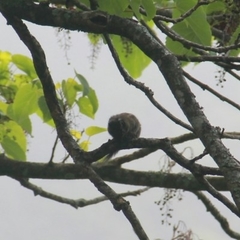 Tamiops maritimus formosanus