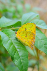 Phoebis neocypris virgo