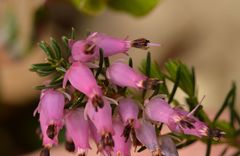Erica carnea
