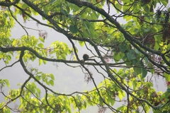 Tamiops maritimus formosanus