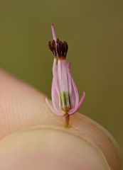 Erica carnea