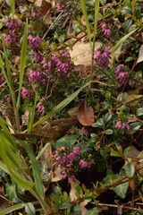 Erica carnea