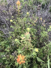 Castilleja latifolia