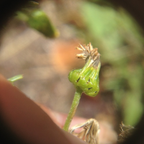 Senecio Gall Fly photo 3