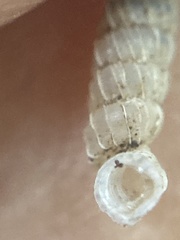 Brachypodella speluncae