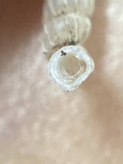 Brachypodella speluncae