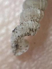 Brachypodella speluncae