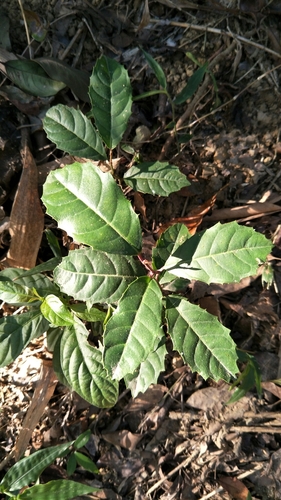 Itea oldhamii iNat (2)