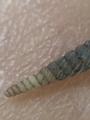 Brachypodella speluncae