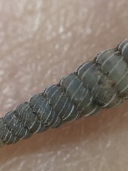 Brachypodella speluncae