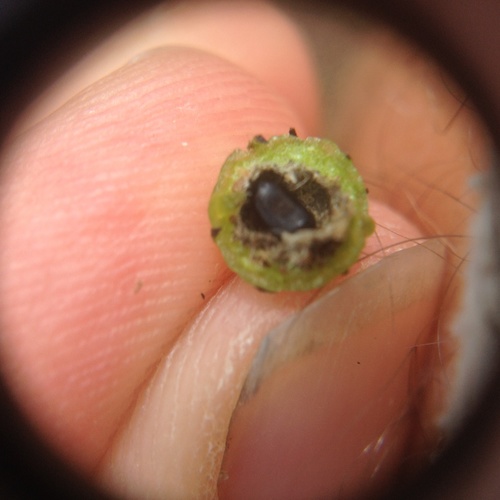 Senecio Gall Fly photo 5