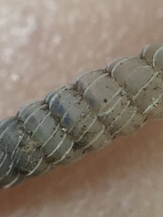 Brachypodella speluncae