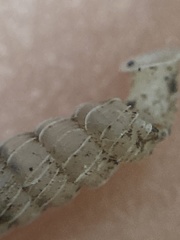 Brachypodella speluncae