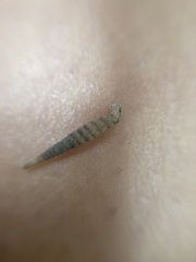 Brachypodella speluncae