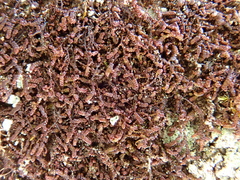 Frullania fragilifolia