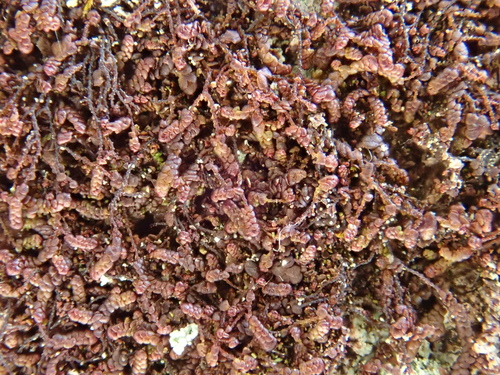 Image of Frullania fragilifolia by (c) Christian Berg, some rights reserved (CC BY)