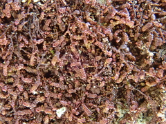 Frullania fragilifolia