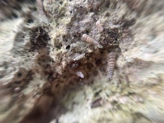 Brachypodella speluncae