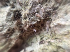 Brachypodella speluncae