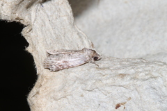 Nycteola sinuosa