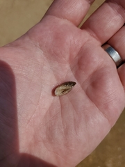 Mytilopsis leucophaeata