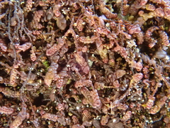 Frullania fragilifolia